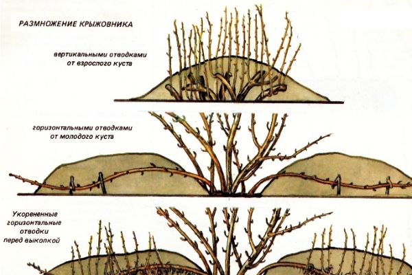 Как да засадите цариградско грозде: 4 начина за лято, пролет и есен