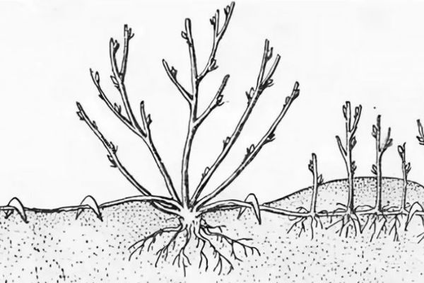 Plantation avec stratification horizontale