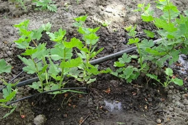 Planter des boutures vertes