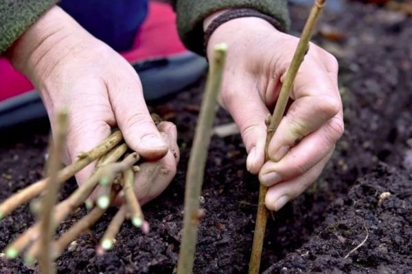 Plantation de boutures lignifiées