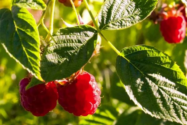 Fruits et feuilles de framboise