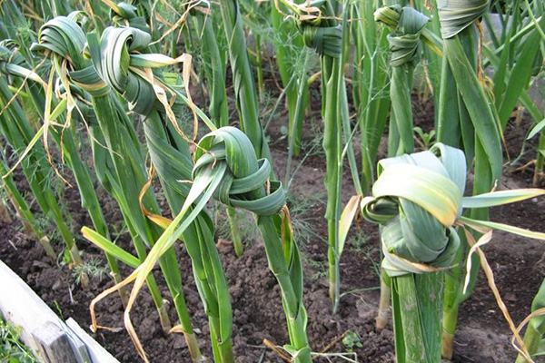 Ail noué dans le jardin