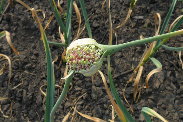 Maturation des bulbes d'ail