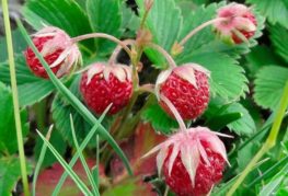 Fraises mûres