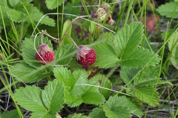 Fraise des prés