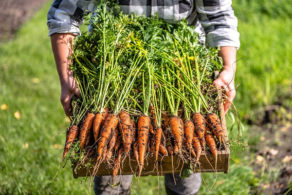 Récolte de carottes