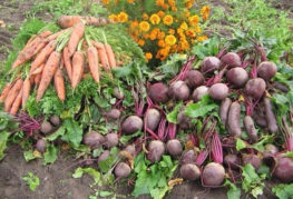 Récolter les betteraves et les carottes des lits