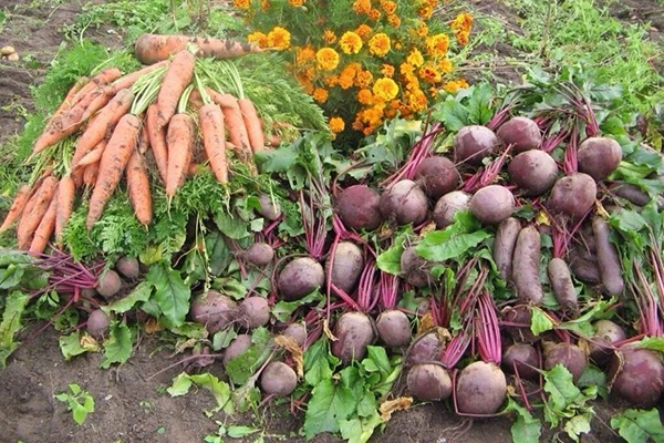 Récolter les betteraves et les carottes des lits