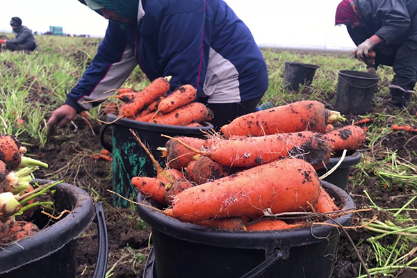 Récolter les carottes