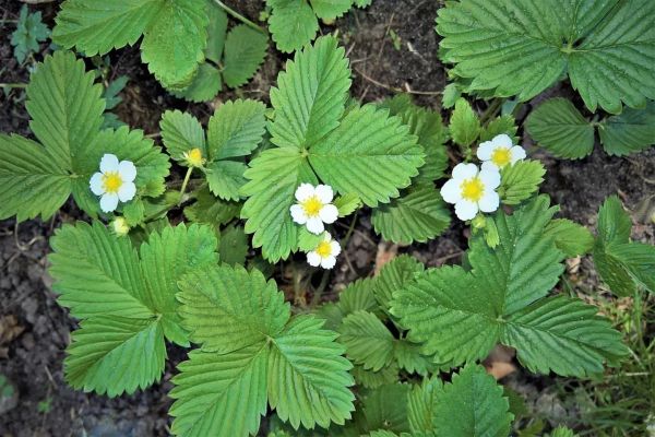 Cultiver des fraises