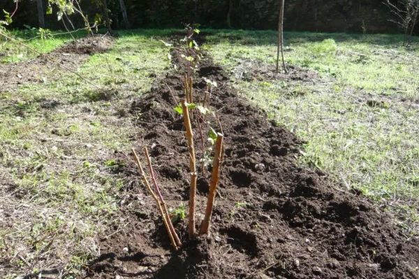 Framboisier transplanté