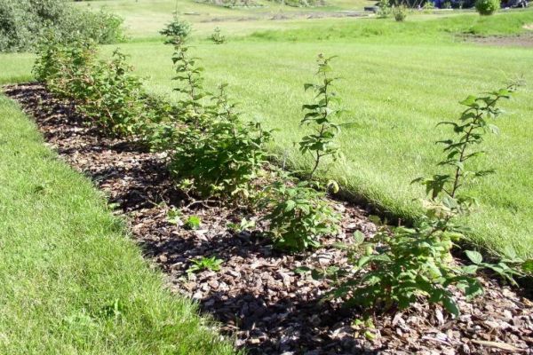 Les plants de framboises dans le jardin