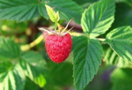 Framboise sur une branche