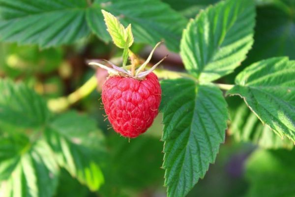 Framboise sur une branche