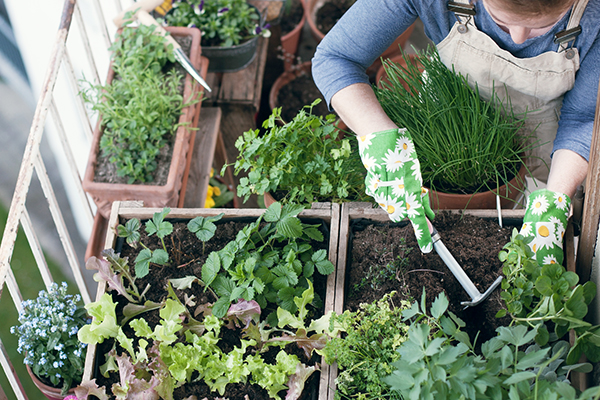 Jardin sur le balcon