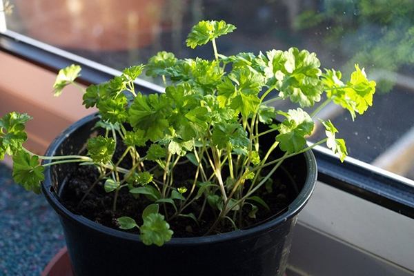 Persil dans un pot sur un rebord de fenêtre