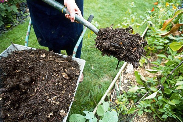 Fertilisation organique des myrtilles