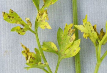 Taches brunes sur les feuilles de persil