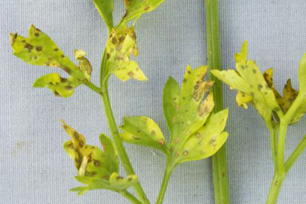 Taches brunes sur les feuilles de persil