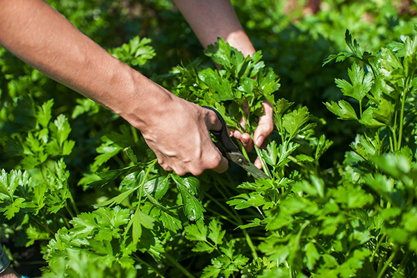 Récolter les feuilles de coriandre