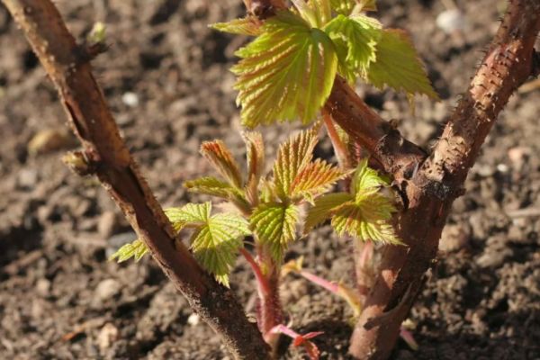 Plants de framboises