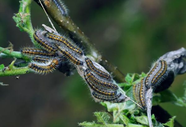 Chenille de papillon d'aubépine