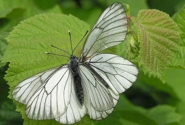 Papillon aubépine