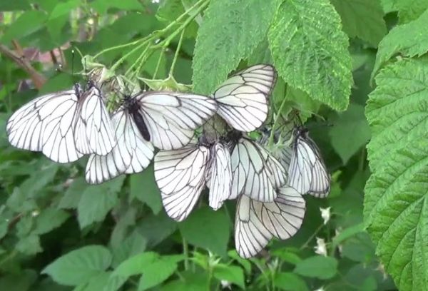 Papillons sur framboises