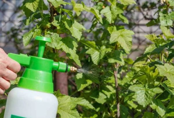 Pulvériser des framboises avec une infusion