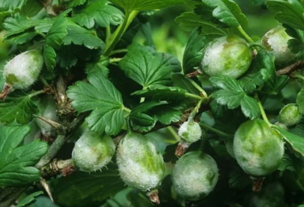 Bệnh gooseberry