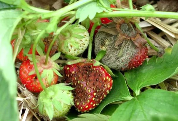 Maladies de la fraise de jardin