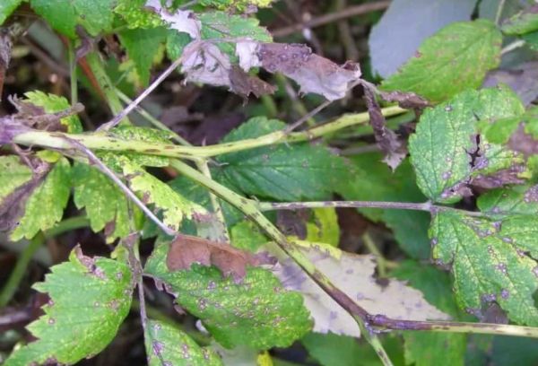 Anthracnose framboise