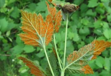 Rouille sur les framboises