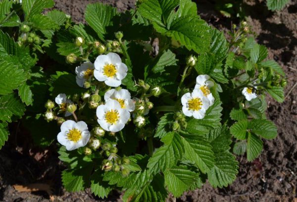 Fleurs de fraise