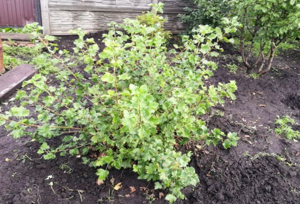 yoshta bush dans le jardin