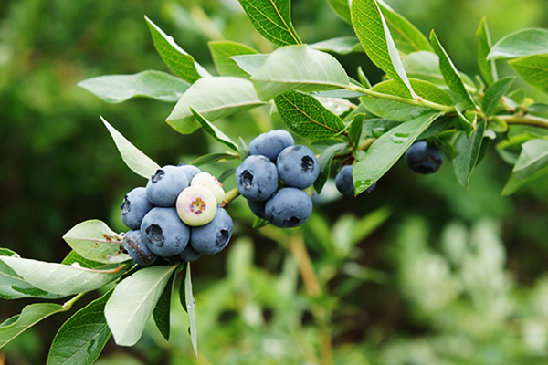 Pousse de myrtille spartiate aux baies