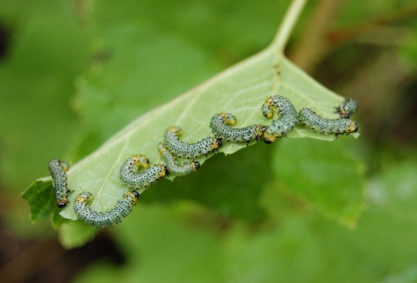 Chenilles sur une feuille