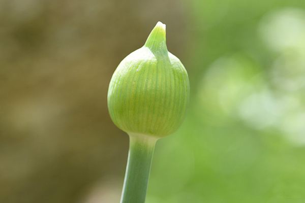 Maturation des graines d'ail