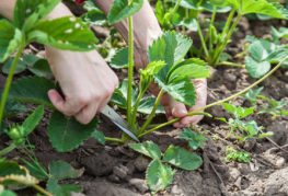 Retirer les moustaches des fraises