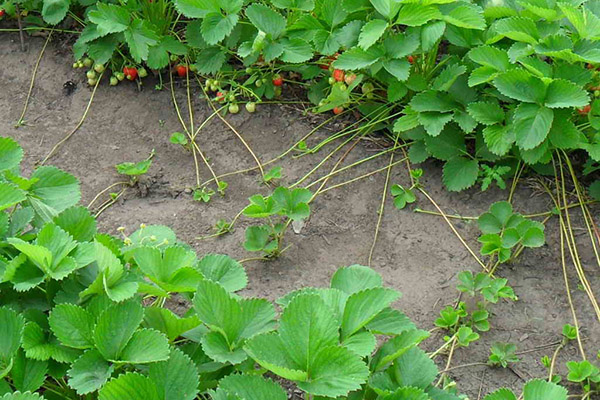 Propagation des fraises avec une moustache