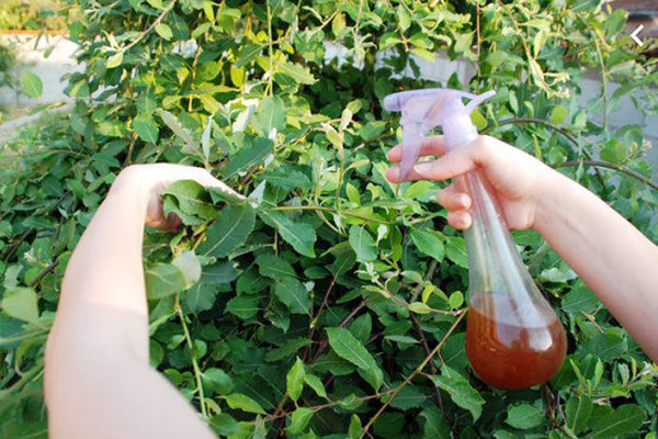 Pulvériser les plantes avec une solution de poivre