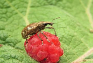 Charançon sur les framboises