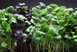 Basilic microgreen