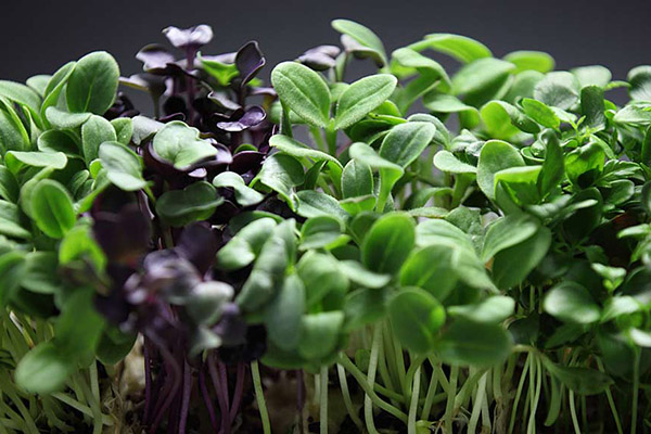 Basilic microgreen