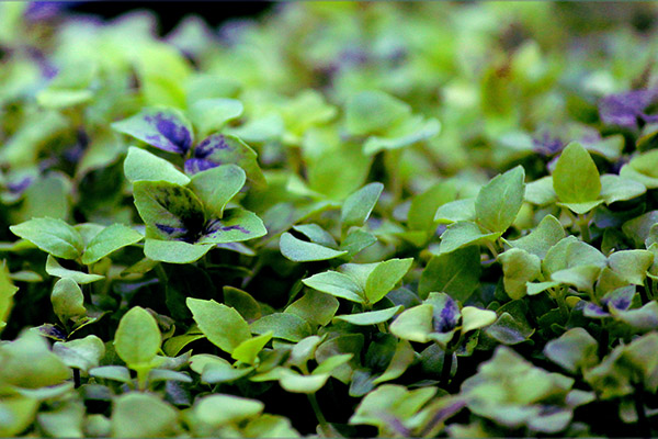 Microgreens basilika