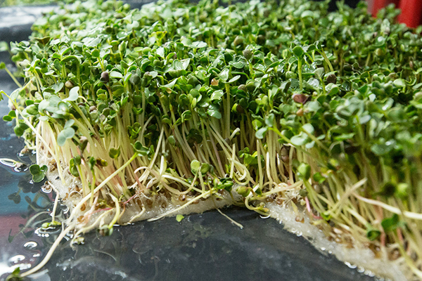 Microgreens cultivés sans terre