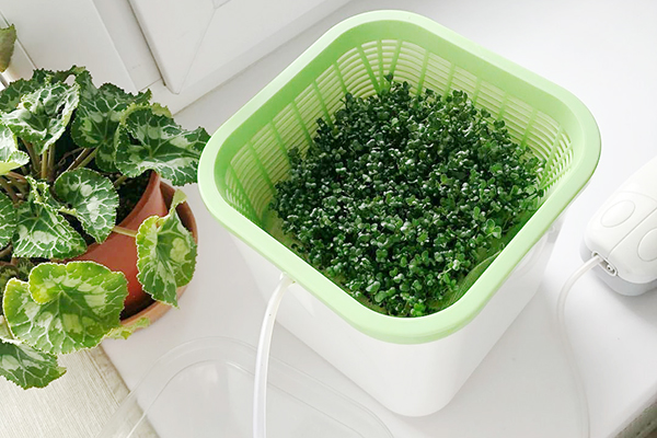 Appareil de culture Microgreen