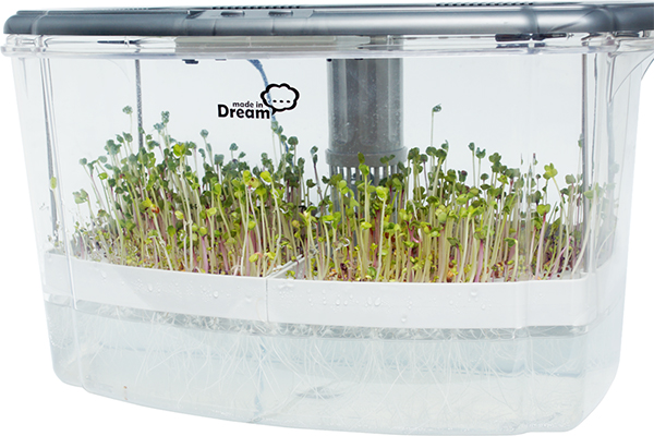 Pousse Microgreen