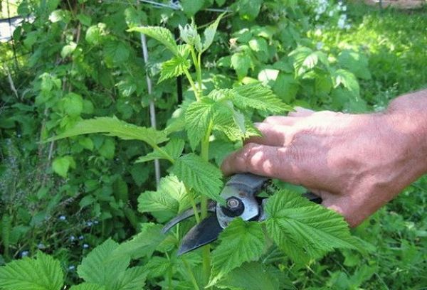 Taille des framboises