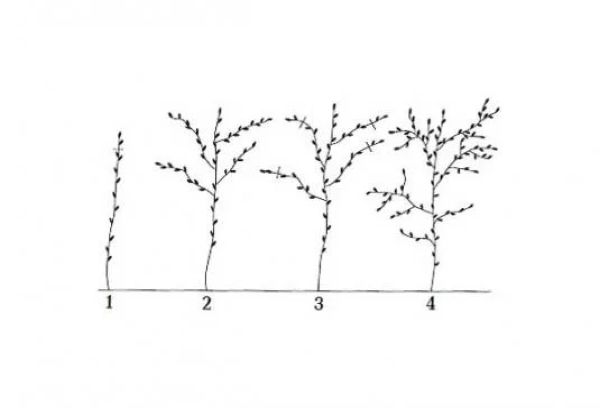 Схема за подрязване на малина по Соболев